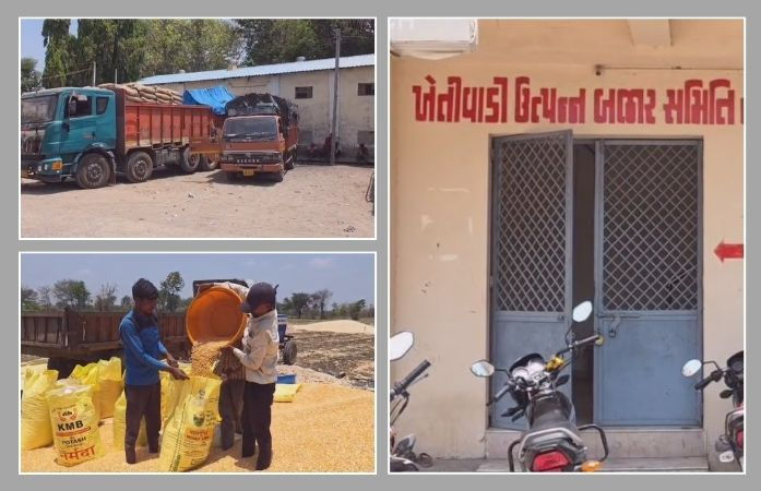 સરકારના દાવા પોકળ: છોટા ઉદેપુરમાં ટેકાના ભાવે મકાઈની ખરીદી શરૂ ન થતાં ખેડૂતો મુશ્કેલીમાં