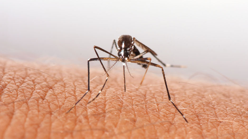 World’s first chikungunya vaccine approved by USFDA