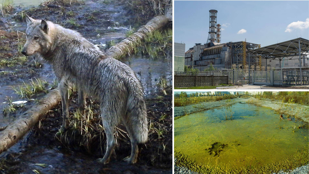 Mutant Chernobyl wolves develop anti-cancer abilities, may pave way for cure: Study