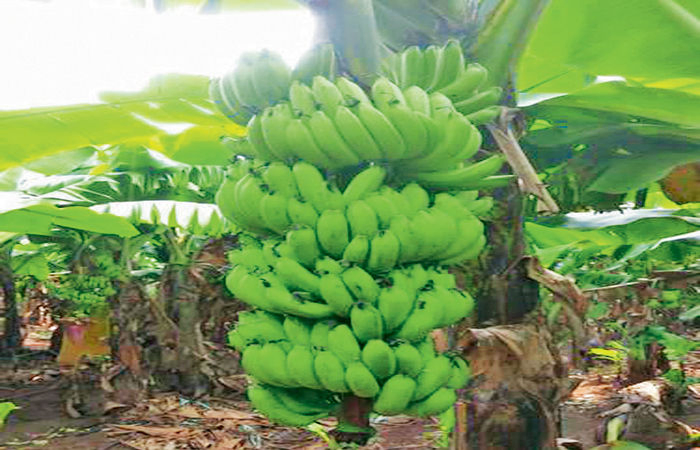 ઈનકો અપના 'બનાના' ગઝબ હો ગયા