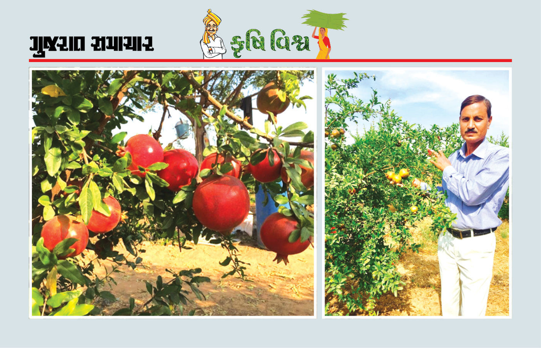 દાડમની ખેતીમાં પ્રત્યેક તબક્કે સાવઘાની જરૂરી, યોગ્ય માવજત અને સંભાળ દાડમમાં કમાણી કરાવશે