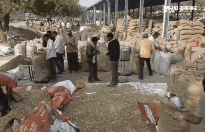 VIDEO: ખેડૂતોની કાળી મહેનત પર પાણી: અમરેલી યાર્ડમાં મગફળીના ઢગલા, પણ ટેકાના ભાવ કરતાં રૂ.600 મળે છે ઓછા!