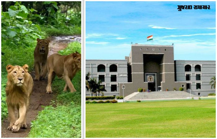 ગીર સરહદે ચાલતા ગેરકાયદે રિસોર્ટ-હોટેલો મુદ્દે PIL:બફર ઝોનમાં લોકોના પ્રવેશ પર સદંતર પ્રતિબંધ મૂકો: ગુજરાત હાઈકોર્ટ