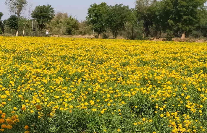 ચૈત્રી નવરાત્રિમાં કોરોના વાઈરસના કારણે ફૂલો ભરપુર હોવા છતાં કોઈ ખરીદતુ નથી