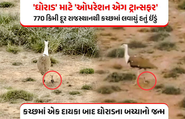 ઐતિહાસિક સિદ્ધિ: કચ્છમાં એક દાયકા બાદ ગુંજ્યો 'ઘોરાડ'નો કલરવ, રાજસ્થાનથી ઈંડું લાવી કરાયો સફળ ઉછેર