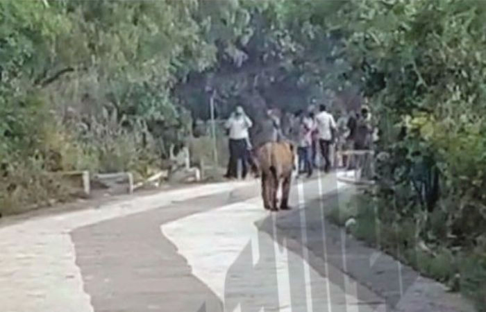 Lion spotted on Shatrunjay Hill walkway, sparks panic among pilgrims