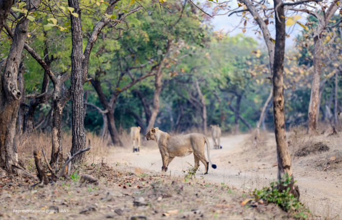 Gir lion deaths: Why has Gujarat government not disclosed the cause yet?