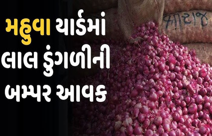 મહુવામાં 3 દિવસમાં સફેદની તુલનામાં લાલ ડુંગળીની 37,102 ગુણીનો વધારો