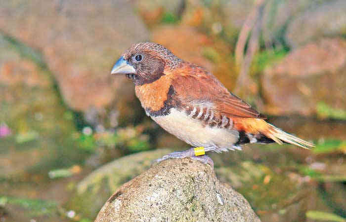 પક્ષીઓની વિશેષતા .