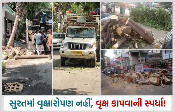 સુરતમાં વૃક્ષારોપણ નહીં વૃક્ષ કાપવાની સ્પર્ધા!, સપ્તાહમાં બીજું મોટું વૃક્ષ SMCએ કાપી નાખ્યું