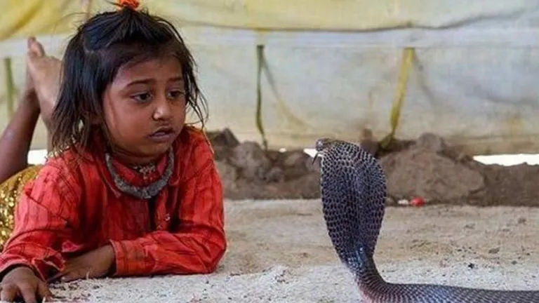 મહારાષ્ટ્રના આ ગામના બાળકો રોજ કોબ્રા સાપ સાથે રમે છે