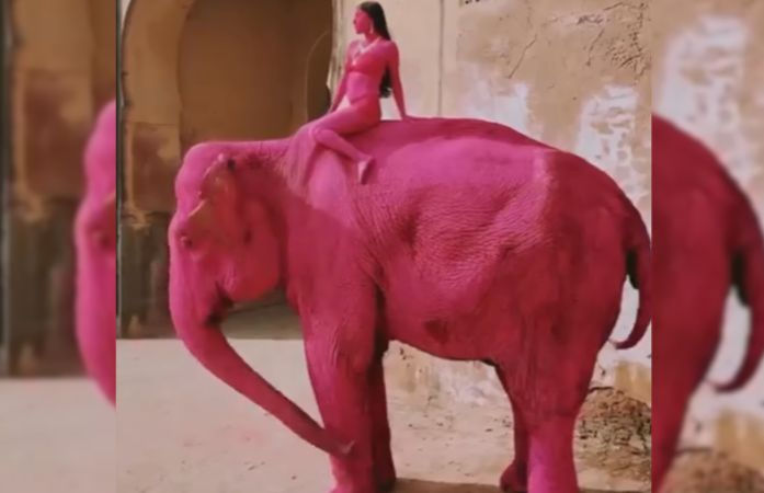 Jaipur’s elephant painted pink for controversial influencer video passes away, owner offers clarity