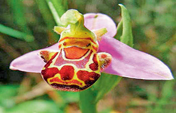 છોડવા અને પ્રાણી બંને એકબીજા પર આધારિત