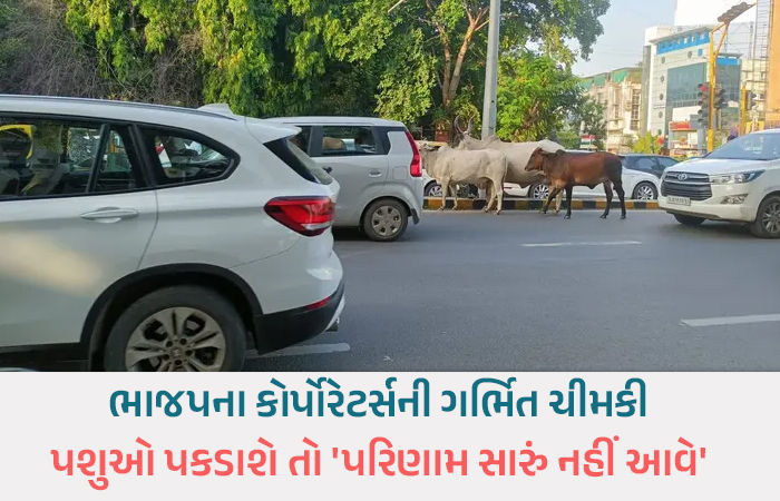એક તરફ ભાજપના કોર્પોરેટર્સનું રખડતાં ઢોર ન પકડવા દબાણ તો બીજી બાજુ કમિશનરનો આદેશ, અધિકારી અસમંજસમાં