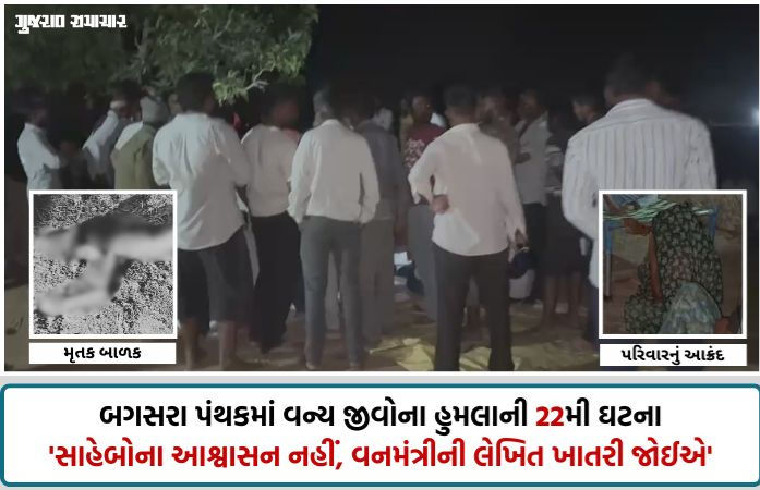 VIDEO| અમરેલી: ઘંટીયાળ ગામે સિંહણના હુમલામાં 7 વર્ષના બાળકનું મોત, વન વિભાગ સામે ભારે રોષ, પરિવારનો મૃતદેહ સ્વીકારવાનો ઇનકાર