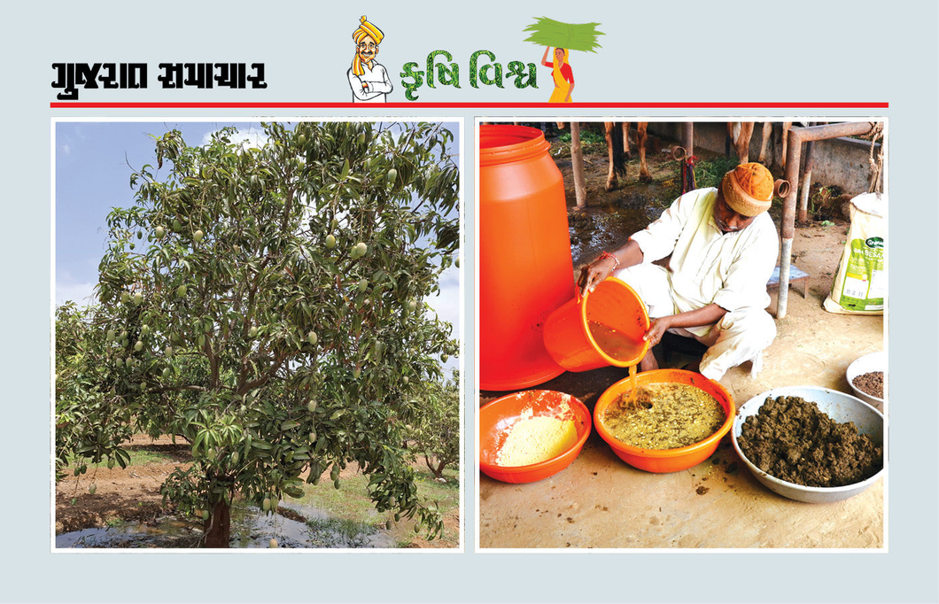 પ્રાકૃતિક ખેતી અપનાવવી જ રહી, ઉત્પાદન વઘશે, સારા ભાવ પણ મળશે