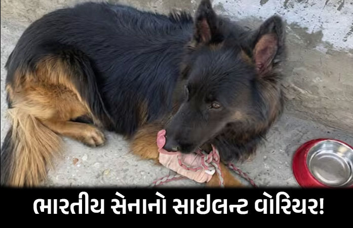 ગોળી વાગી પણ ડર્યો નહીં! લોહીલુહાણ હાલતમાં આર્મી ડોગ ટાયસને આતંકવાદીઓને દબોચી જવાનોની કરી રક્ષા