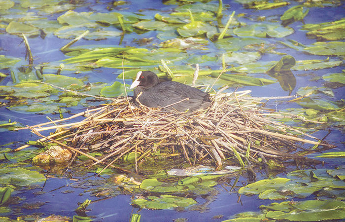 Bird That Builds Floating Nests in Water: Horned Coot