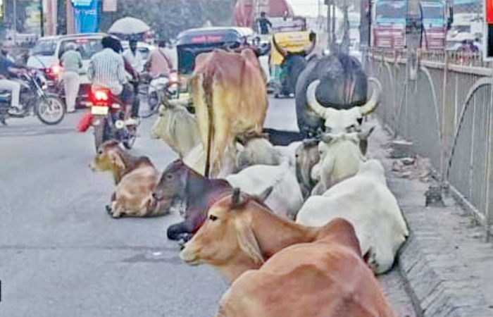 કપડવંજ નગરમાં રખડતા ઢોર, શ્વાનના ત્રાસથી અકસ્માતનો ભય
