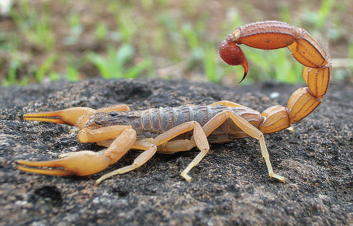 The Most Venomous Among Insects: The Scorpion