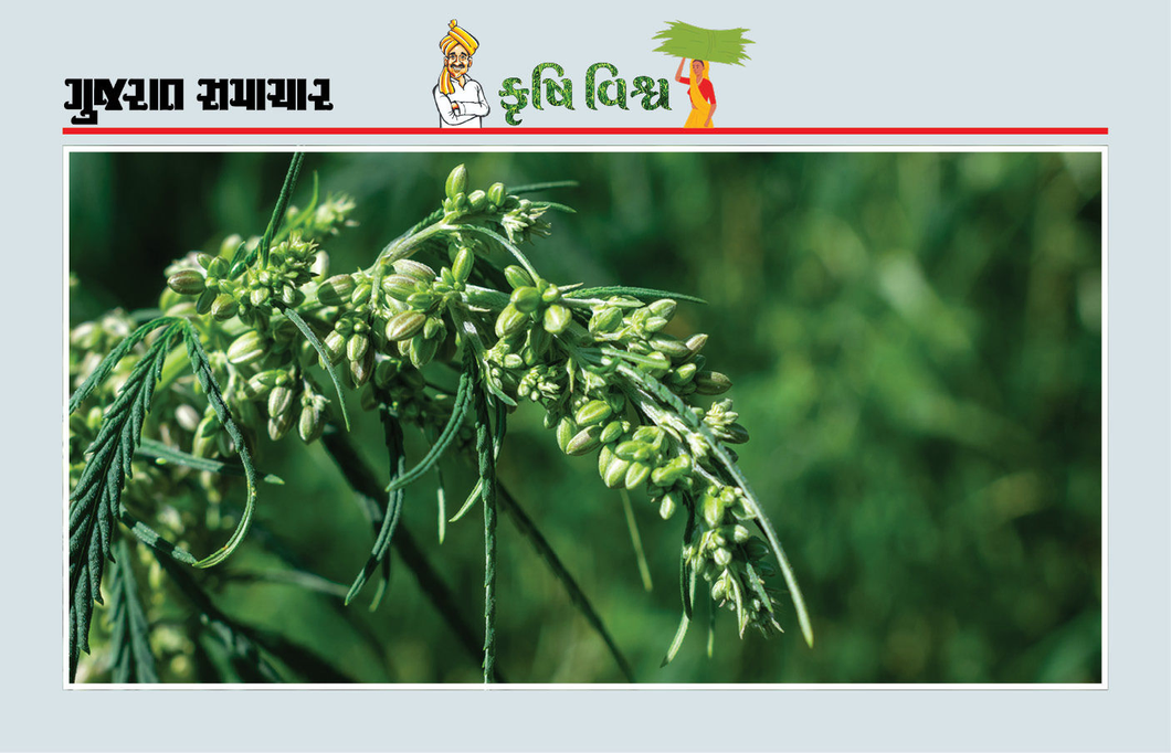 વરિયાળીનો પાક : રોગ અને જીવાતથી બચાવ માટે સમજૂતી અને સમયસર પગલાં જરૂરી