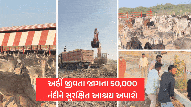 Exclusive: વાવ થરાદમાં 800 એકરમાં આકાર લઈ રહ્યું છે 'ગૌ અભયારણ્ય', 50 હજાર ગૌવંશને મળશે આશ્રય