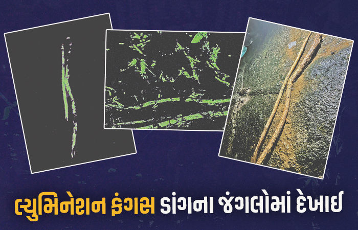 દ.ભારતમાં જોવા મળતી લ્યુમિનેશન ફંગસ ડાંગના જંગલોમાં દેખાઈ, ગુજરાતમાં સંભવતઃ પહેલીવાર