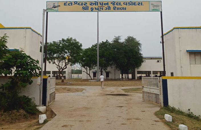 વડોદરા જેલની ગૌશાળામાં ૧૦૦ ગીર ગાયો : રોજનું ૨૦૦ લીટર દૂધ આપે છે