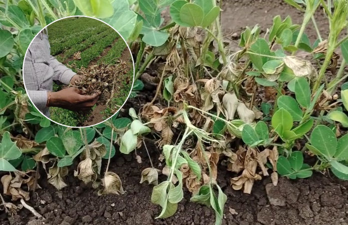 VIDEO: અમરેલીના ખેડૂતોને બેવડો માર: વરસાદની અછત અને પૂરતી વીજળીના અભાવે મગફળી-કપાસના પાકને નુકસાન