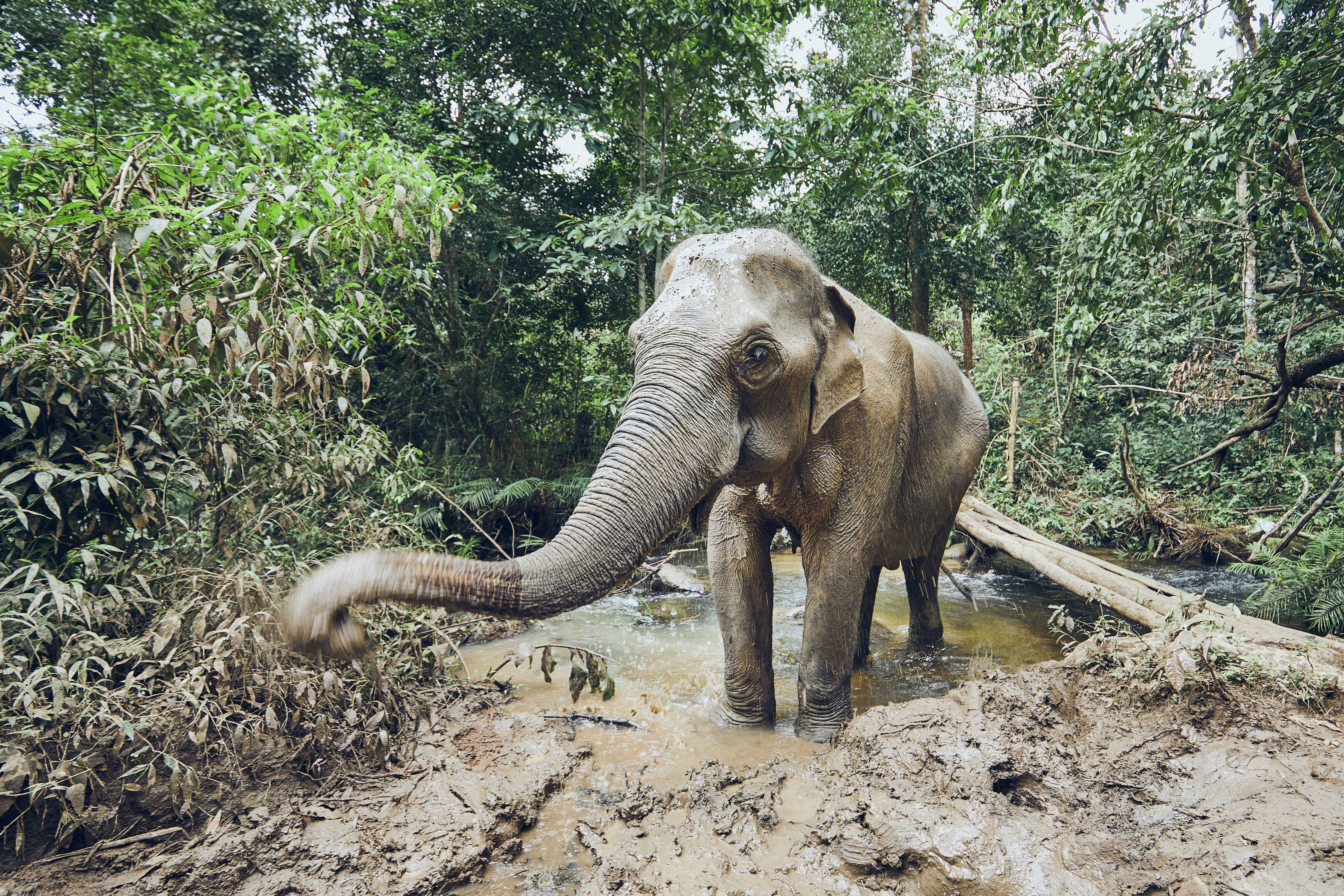 World Elephant Day: India still has a long way to go, says Indo-Canadian biologist