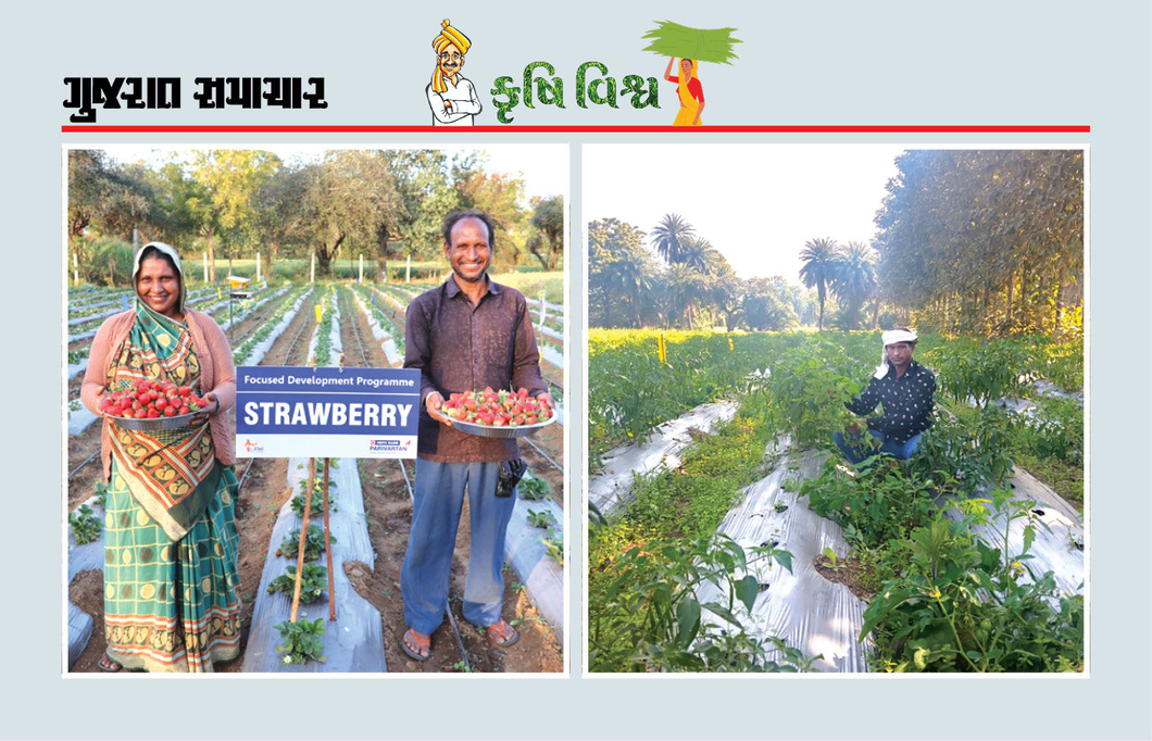 ઠંડા પ્રદેશની ગણાતી સ્ટ્રોબેરીની ખેતીએ બનાસકાંઠા જેવા વિસ્તારમાં આશ્ચર્ય સર્જ્યું