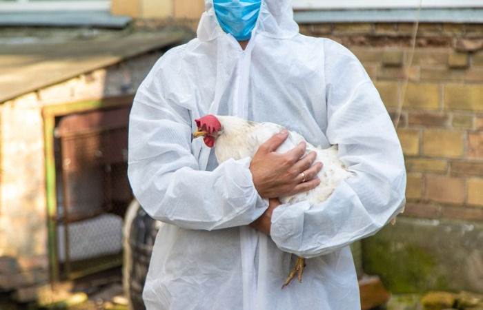 Japan’s bird flu cases surge in January