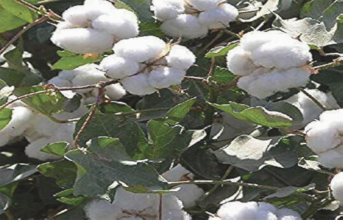 રૂમાં પાકના પલટાતા અંદાજો વચ્ચે ભાવ ઉંચકાયા