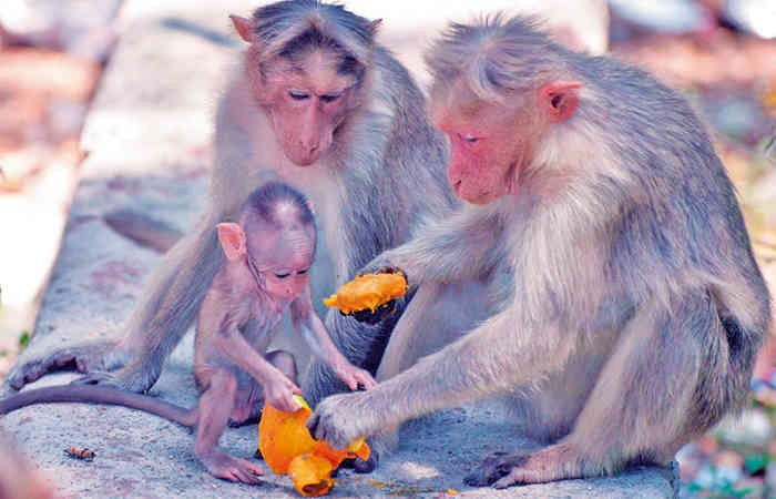 પ્રાણીઓ પણ માણસ જેટલા જ સ્માર્ટ છે
