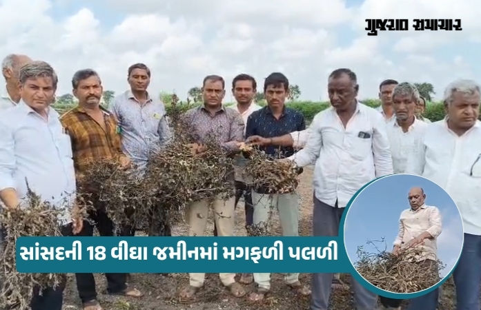 અમરેલી: પોતાના ખેતરમાં વિનાશ વેરાતા સાંસદને ખેડૂતોની વ્યથા સમજાઈ, ખેડૂતોને ઓછી સહાય મુદ્દો વિરોધ કર્યો