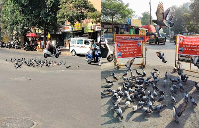સુરત: જીવ દયાના નામે બેદરકારીનો ખેલ: રસ્તા પર ચણ ફેંકતા કબુતર માટે મોતનો જાળ