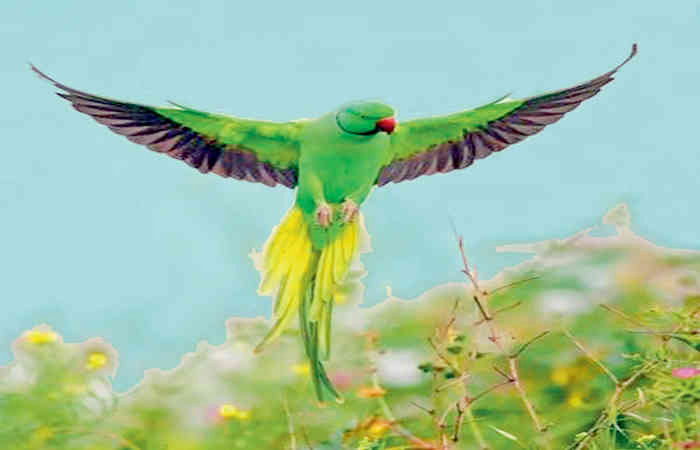 મેરા ભારત મહાન - અક્ષય અંતાણી
