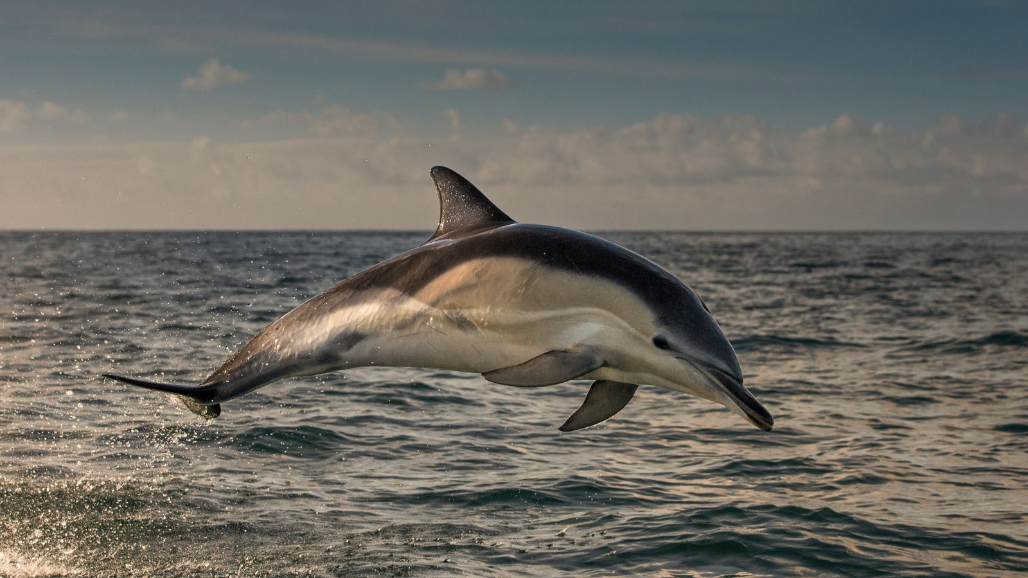 Gujarat’s Dolphin Cruise Dream Stalled