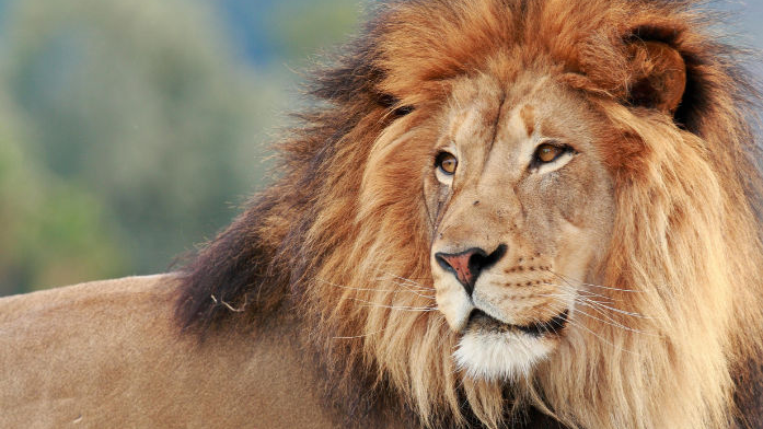 Relocating Pride: Forest Officials Move Lions Away From Revenue Areas in Gujarat