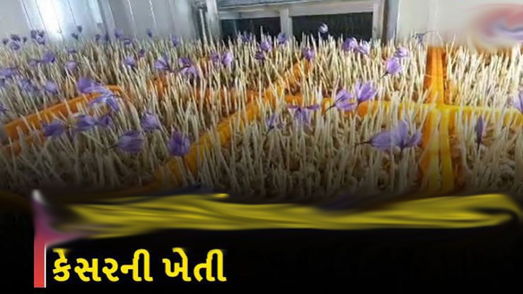 નોંઘણવદરના ખેડૂતે પોતાના ઘરે જ કેસરની ખેતી કરી સફળતા મેળવી