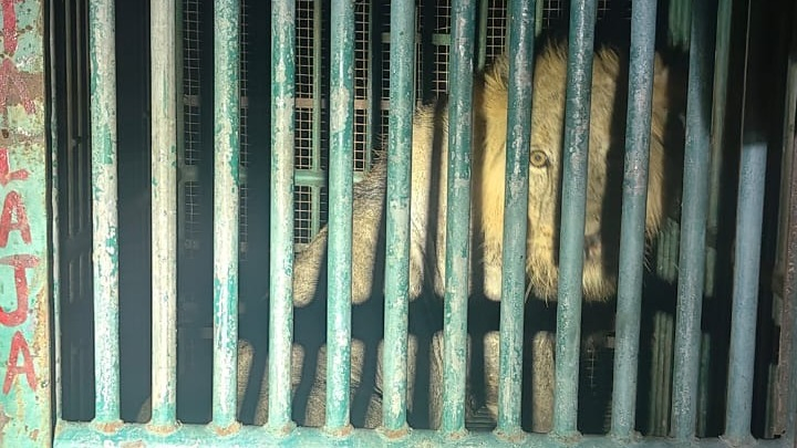 Lions in Captivity, But What About Those Who Harass Them for Social Media?