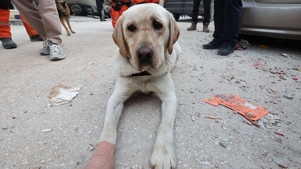 સાઉથ કોરિયામાં ડોગ મીટ પર પ્રતિબંધ પહેલા 4 લાખથી વધુ કૂતરા 'ગાયબ'
