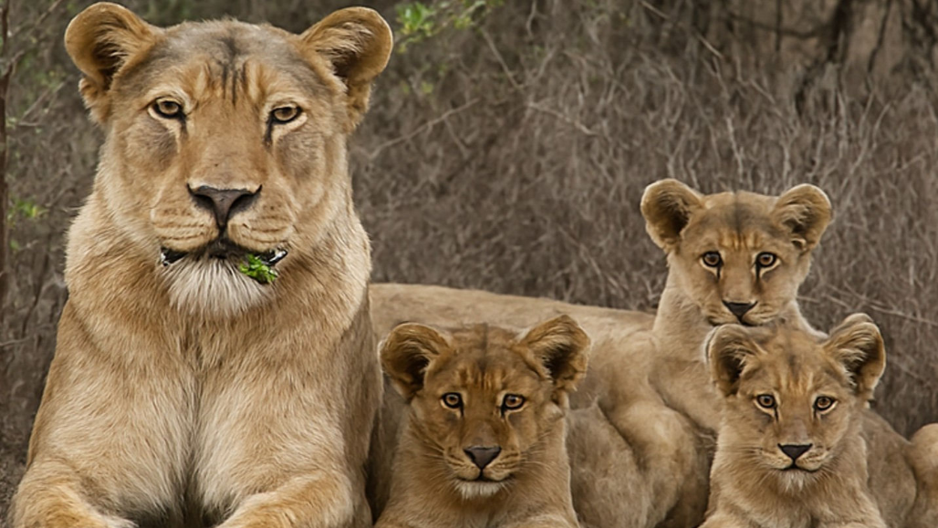 Former Gujarat wildlife chief backs lion translocation, questions current conservation approach