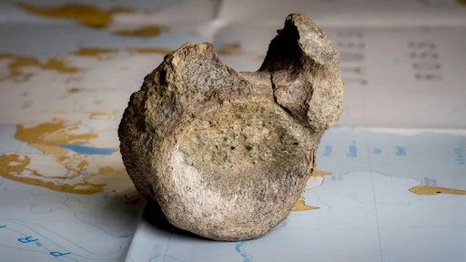 Fossil Found in 1985 Turns Out to be 1st Dinosaur Bone from Antarctica
