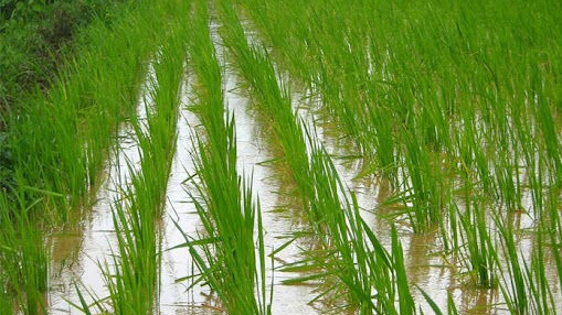 Rainfall Deficit Drops India’s Kharif Acreage by 23%