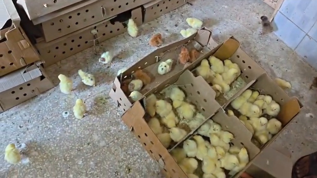 5,000+ Chicks Rescued From Jamnagar; West Bengal Link Under Scanner
