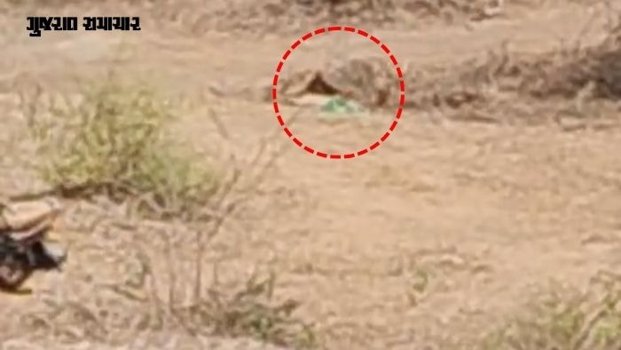 અમરેલી: દલખાણીયા રેન્જમાંથી સિંહનો શંકાસ્પદ મૃતદેહ મળ્યો, વન વિભાગના અધિકારીઓ થયા દોડતા