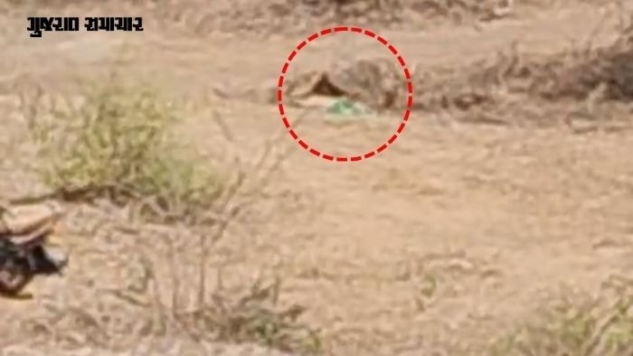 અમરેલી: દલખાણીયા રેન્જમાંથી સિંહનો શંકાસ્પદ મૃતદેહ મળ્યો, વન વિભાગના અધિકારીઓ થયા દોડતા