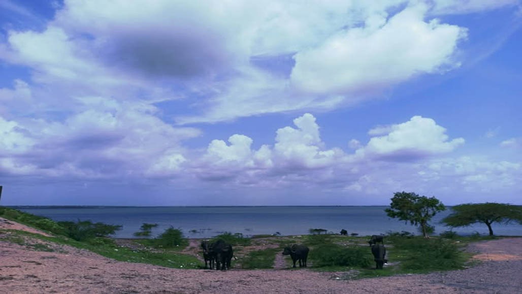 જામનગરમાં પણ મેઘરાજાનું આગમન ના થતા જગતના તાત ચિંતિત, નર્મદાના નીર અને 'સૌની યોજના' થકી પાણી છોડવા ઉગ્ર માગ