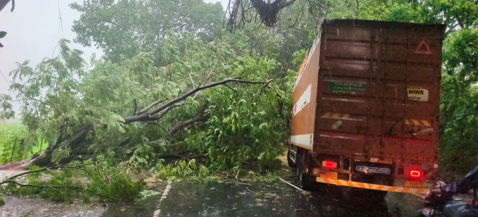 Tree falls on Sanand–Nalsarovar Road amid heavy rain, traffic affected